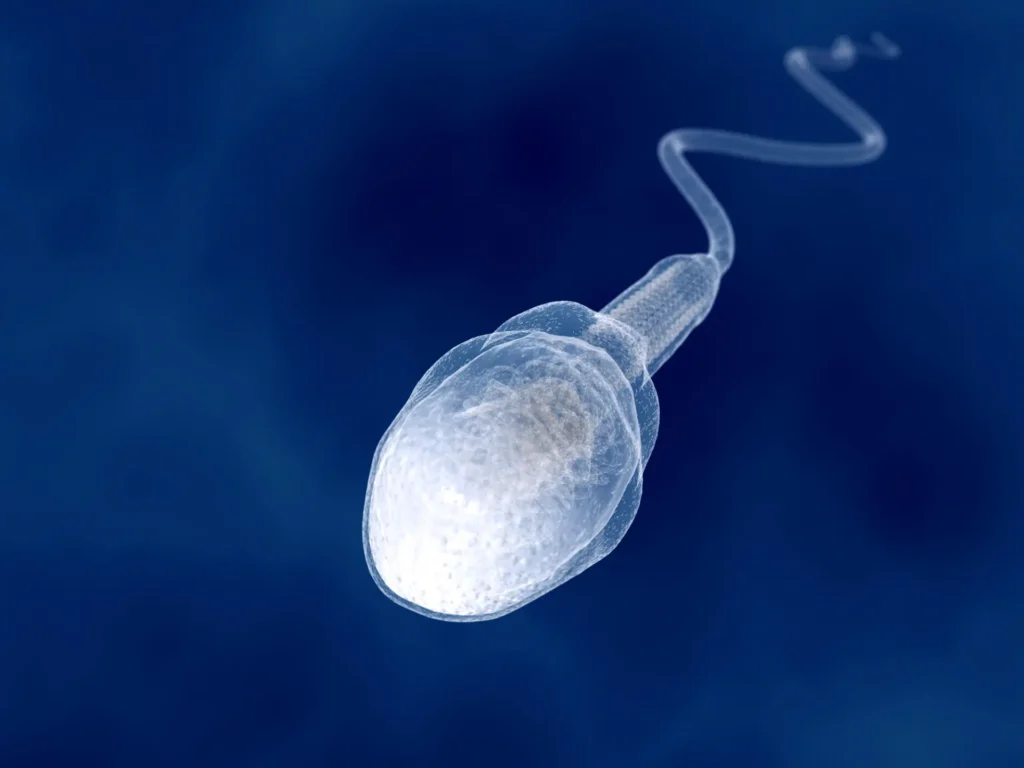 Understanding sperm quality and its role in IVF outcomes