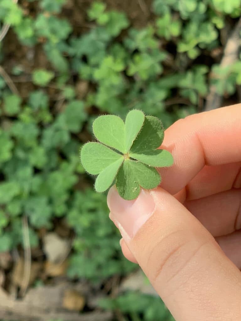 A vibrant green four-leaf clover, symbolizing luck and rare beauty. Perfect for themes of nature, good fortune, or unique finds. A timeless icon of positivity and charm.